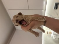 Toy Poodle dişi erkek sütten kesilmesine 2 hafta kaldı