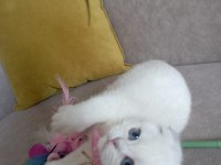 Dişi Scottish Fold Yavrumuza Yuva Uyguna