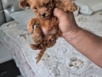 SEKER MINIK POODLE KÖPEKLER
