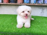 Maltese erkek yavru