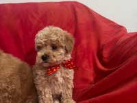 Yüksek Kalite Aşılı Maltipoo Yavrularımız