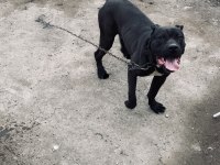 Orjinal Adamcıl Cane Corso