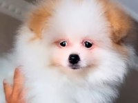Pomeranian boo 3 buçuk aylık kredi kartı geçerlidir