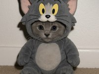 BEBEK KEDİ