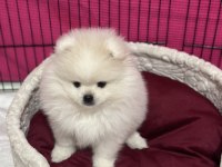 Pomeranian Boo 3.5 Aylık