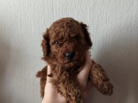 Ev ortamında bakılan kendi köpeğimizin yavrularıdır
