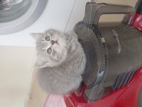 YENİ YUVALARINA HAZIR YARAMAZ DİŞİ KEDİLER