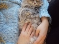 Kuki 3 yaşında dişi british longhair