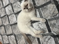 Ücretsiz Sahiplendirme scottish fold kedisi