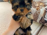 Micro teacup baby face yorkshire yavrular