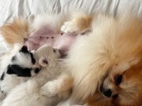 Erkek Dişi Pomeranian Boo Yavrular