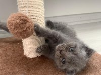 14 Mart Doğumlu Scottish Straight ve Scottish Fold