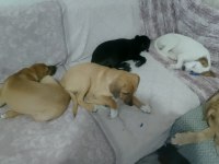 4 aylıklar anne jack russell baba puanter 7 yavru