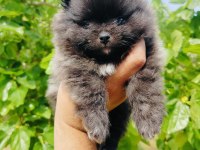 Siyah Pomeranian Yavrularımız