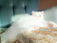 Türkiyenin en iyilerinden İran persian