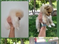 Pomeranian boo 6 aylık