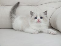 Full şecereli ragdoll yavruları
