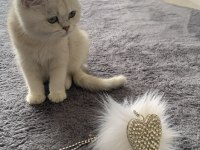 Scottish fold kedisi 5 aylık