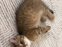 Anne baba british shorthair