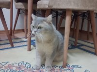 Kedimiz Aşil İçin Yeni Yuva Arıyoruz