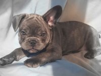 FLUFFY, ISABELLA TAŞIYICI EXOTİC FRENCH BULLDOG ERKEKLER