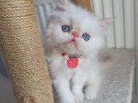 SAFKAN İRAN KEDİSİ YAVRULARI