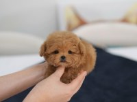 Orjınal Kore Teacup Maltıpoo Yavrumuz