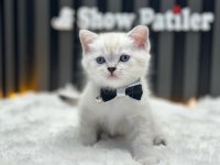 BABY FACE BRİTİSH SHORTHAİR LYNX POINT