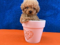 Show kalite kg boy garantili poodle