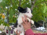 Show kalite border collie yavrularımız