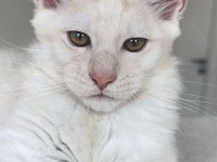 Türkiyenin her yerine teslim XXL Maine coon kedileri
