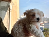 A kalite maltipoo yavrular