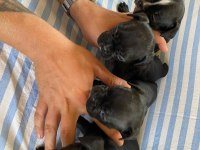 40 GÜNLÜK FRENCH BULLDOG YAVRULARI