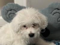 MALTESE TERRİER KIZIMIZA YENİ YUVA