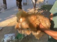 45 günlük erkek dişi maltipoo bebekler