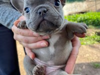 FRENCH BULLDOG TOSUNCUKLAR YENİ AİLELERİNİ BEKLİYOR