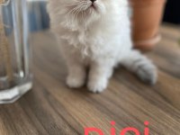 Sahiplendirme british longhair