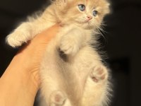 Ay11 Ay12 Mükemmel Kalite Blue Golden British Longhair