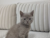 British shorthair yavrumuz yeni sahibini arıyor