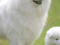AKKUŞ ÜRETİM ÇİFTLİĞİNDEN SAMOYED YAVRULARI