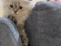 BRİTİSH LONGHAİR PRENSES YUVASINI ARIYOR