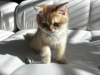 British longhair 3 aylık kediiz