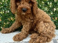 Poodle bebekleri