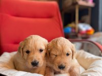 Burkem çiftliğimizden golden retriever dostunuz