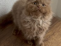 Safkan British Longhair Cinnamon