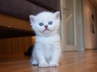 Mavi Gözlü ve Yeşil Gözlü British Shorthair