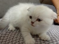 Scottish fold kediler