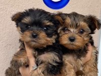 Safkan 0 numara yorkshire terrier bebekler