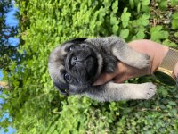 Pug Mops yavrular
