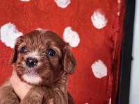 Toy poodle ayarında cavapo erkek bebekler